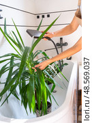 A woman in an apron washes the yucca, dracaena houseplant from the shower in the bathroom. Care of potted plants, watering, dusting, humidification. Стоковое фото, фотограф Ольга Симонова / Фотобанк Лори