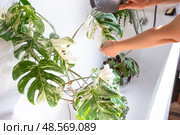 A woman in an apron washes the Monstera Alba variegata houseplant from the shower in the bathroom. Care of potted plants, watering, dusting, humidification. Стоковое фото, фотограф Ольга Симонова / Фотобанк Лори