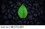 Juxtaposition of life and dormancy: Single vibrant green leaf resting amidst a bed of dark material. Стоковое AI-изображение, AI-художник Данила Большаков / Фотобанк Лори