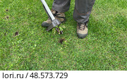 Garden device for removing dandelion weeds by pulling the tap root. Manual weed control. Man fighting dandelions with special dandelion removal and weeder lawn tool with 4 claws without using herbicide. Garden work and care concept. Стоковое фото, фотограф Татьяна И / Фотобанк Лори