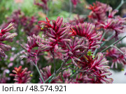 Vibrant red-pink Anigozanthos flavidus, also known as kangaroo paw or Evergreen Kangaroo Paw. Unique tubular flowers, tropical garden plant in Singapore. Стоковое фото, фотограф Татьяна Терехина / Фотобанк Лори