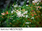 Close-up of white flowering Heath erica (also known as Erica carnea) with delicate blooms and green needle-like foliage. Стоковое фото, фотограф Татьяна Терехина / Фотобанк Лори