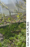 A branch of red cherry trees with budding buds on the background of a greenhouse: spring blooming. Стоковое видео, видеограф Елена Высокова / Фотобанк Лори
