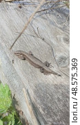 A lizard in close-up on a wooden surface: a reptile basking in the sun, scale detailing, wildlife macro photography. Стоковое видео, видеограф Елена Высокова / Фотобанк Лори