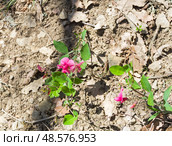 Цветущий дикорастущий душистый горошек (лат. Lathyrus odoratus). Крым, апрель. Стоковое фото, фотограф Сергей Рыбин / Фотобанк Лори