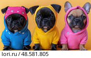 Three playful French Bulldogs in vibrant hoodies display their charming personalities under a sunny atmosphere, capturing a joyful moment. Стоковое AI-изображение, AI-художник Данила Большаков / Фотобанк Лори