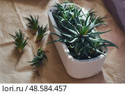 Spring replanting of indoor flowers. Replanting of Haworthiopsis - Haworthia Fasciata or Zebra Aloe plant, separation of new shoots. Стоковое фото, фотограф Ирина Буракова / Фотобанк Лори