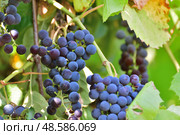 Bunches of Isabella grapes - hybrid of Vitis labrusca and Vitis vinifera. Стоковое фото, фотограф Володина Ольга / Фотобанк Лори
