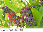 Bunches of Isabella grapes - hybrid of Vitis labrusca and Vitis vinifera. Стоковое фото, фотограф Володина Ольга / Фотобанк Лори