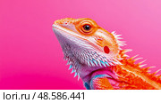 Exotic pet portrait: Close-up of a vibrant bearded dragon against a solid pink canvas. Стоковое AI-изображение, AI-художник Данила Большаков / Фотобанк Лори