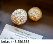 Окаменевшие морские пузыри (Heliocrinites balticus). Музей естественной истории Татарстана, Казань (2024 год). Редакционное фото, фотограф Вячеслав Палес / Фотобанк Лори