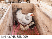 Chicken mother with chickens. Стоковое фото, фотограф Evgenia Shevardina / Фотобанк Лори