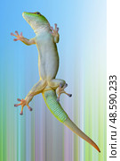 Green gecko lizard on glass on a white background. Стоковое фото, фотограф Алексей Попов / Фотобанк Лори