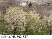 View of the village in Armenia in the spring. Kotayk region. Стоковое фото, фотограф Evgenia Shevardina / Фотобанк Лори