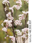 Белая японская сакура (Prunus serrulata) Стоковое фото, фотограф Evgenia Shevardina / Фотобанк Лори