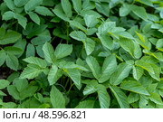 Close-up of Aegopodium podagraria leaves forming a thick green ground cover. Стоковое фото, фотограф Elena Grishina / Фотобанк Лори