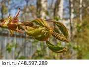 From the leaf buds of the holly maple (Lat. Acer platanoides) the leaves unfolded. Holly maple, or sycamore maple is a woody plant a species of the genus Maple (Acer) of the Sapindaceae family. Стоковое фото, фотограф Андрей Жигальцов / Фотобанк Лори