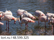 Group of greater flamingos with pink plumage clustered in lagoon of river. Стоковое фото, фотограф Яков Филимонов / Фотобанк Лори