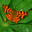 Butterfly comma orange close up on green leaves background. Стоковое фото, фотограф Photolart / Фотобанк Лори