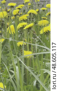 Spring yellow dandelions in the wind. Стоковое видео, видеограф Ярославский Максим / Фотобанк Лори