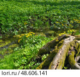 Serene forest stream with old tree stump and roots, peaceful nature scene with yellow wildflowers. Стоковое фото, фотограф Елена  Попкова / Фотобанк Лори