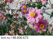 Anemone hupehensis, Anemone japonica or hybrids Anemone hybrida A graceful, late-blooming perennial is a favorite of gardeners, adding color in late summer through fall. Close-up. Стоковое фото, фотограф Оксана Медведева / Фотобанк Лори