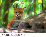 Portrait of adorable red fox cub peeking out from behind rocks in spring sunny park and sticking out tongue. Стоковое фото, фотограф Бачкова Наталья / Фотобанк Лори