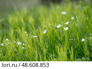 Stellaria holostea. delicate forest flowers made of ham, Stellaria holostea or Echte Sternmiere. Floral background. White flowers on a natural background. close-up, macro photo, beauty of nature. Стоковое фото, фотограф Дина Дамоцева / Фотобанк Лори