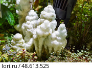 Fluorescent aragonite stalagmite with branching white formations, glowing softly under UV light in a mossy natural cave environment. Стоковое фото, фотограф Татьяна Терехина / Фотобанк Лори