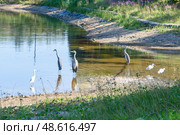 Common cranes or Grus grus with chicks in shallow water. Стоковое фото, фотограф Сергей Долгов / Фотобанк Лори