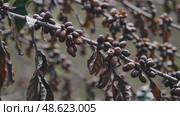 Closeup of withered coffee branch swaying gently with dark berries and leaves. Стоковое AI-видео, аниматор Башкирова Анна / Фотобанк Лори