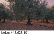 Golden sunrise through olive orchard highlighting tranquil leafy shadows and morning mist. Стоковое AI-видео, аниматор Башкирова Анна / Фотобанк Лори