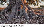 Majestic old tree roots in sunset glow amidst pebbled ground. Стоковое AI-видео, аниматор Башкирова Анна / Фотобанк Лори