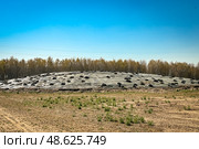 Силосный курган, прикрытый пленкой и покрышками. Силос. Заготовка кормов. Заготовка силоса для кормления сельскохозяйственных животных. Консервирование зеленой массы растений. Хранение кормов. Сельское хозяйство. Кормозаготовка. Растениеводство. Агрономия. Технология кормления сельхозживотных. Стоковое фото, фотограф Зинаида Никитенко / Фотобанк Лори