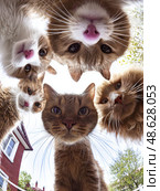A group of cats are looking at the camera. Стоковое AI-изображение, AI-художник Ярославский Максим / Фотобанк Лори