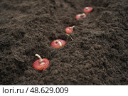 Planting a gladiolus bulb or corm in a mixborder in a garden plot. Seasonal work on planting seedlings of flowers in landscaping near a country house. Farmer hands in gloves plant gladioli. Стоковое фото, фотограф Ирина Старикова / Фотобанк Лори