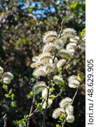 Goat Willow - Salix caprea on a spring time. Стоковое фото, фотограф Татьяна Кахилл / Фотобанк Лори