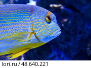 Blue-striped sailfin snapper cruising above coral rocks in a tropical saltwater aquarium. Стоковое фото, фотограф Татьяна Терехина / Фотобанк Лори