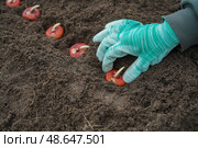 The process of planting a gladiolus bulb or corm in a mixborder in a garden plot. Seasonal work on planting seedlings of flowers in landscaping near a country house. Farmer hands in gloves plant gladioli. Стоковое фото, фотограф Ирина Старикова / Фотобанк Лори