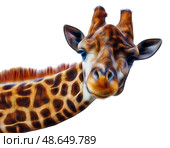 Шея и голова жирафа на белом фоне. Neck and head of a giraffe on a white background. Стоковое фото, фотограф Татьяна Д / Фотобанк Лори