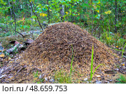 Большой круглый муравейник в лесу Карелии осенью. Стоковое фото, фотограф Жигалов Евгений Павлович / Фотобанк Лори