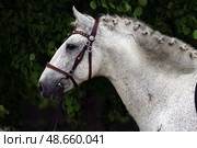 Andalusian white horse portrait against green trees background. Портрет белой (серой) андалузской лошади на фоне зеленых деревьев. Стоковое фото, фотограф Михаил Кондрашов / Фотобанк Лори