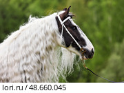 Beautiful Tinker horse with long white portrait in nature background. Прекрасная лошадь породы Тинкер с длинной белой гривой, портрет на фоне лесной лужайки. Стоковое фото, фотограф Михаил Кондрашов / Фотобанк Лори