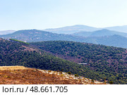 Spruce trees on the steep slope of a mountain valley in the Faraya region. Republic of Lebanon. Стоковое фото, фотограф Евгений Ткачёв / Фотобанк Лори