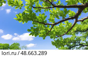 pointed pin oak tree ai generated. Стоковое AI-изображение, AI-художник Vectorwin / Фотобанк Лори