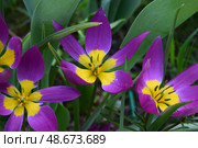 Ботанический тюльпан Пульчелла Истерн Стар. Botanical tulips Pulchella Eastern star. Стоковое фото, фотограф Photolart / Фотобанк Лори