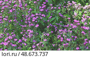 Мыльнянка базиликолистная (Saponaria ocymoides) и шмель. Стоковое видео, видеограф Владимир Литвинов / Фотобанк Лори