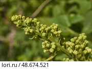 Inflorescences appeared from lilac flower buds. Lilac inflorescences (Latin Syringa vulgaris) in the rays of the spring sun. Spring. Стоковое фото, фотограф Андрей Жигальцов / Фотобанк Лори