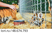 Zookeeper petting a tiger cub while another one is looking from its cage. Стоковое фото, фотограф Mikhail Davidovich / Фотобанк Лори