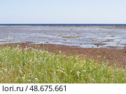 Побережье Белого моря. Отлив. Терский район. Терский берег. Стоковое фото, фотограф Анатолий Гуреев / Фотобанк Лори